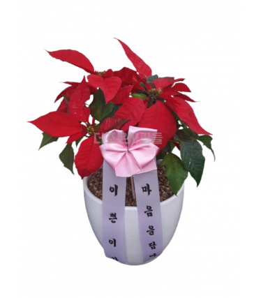 포인세티아(겨울)
